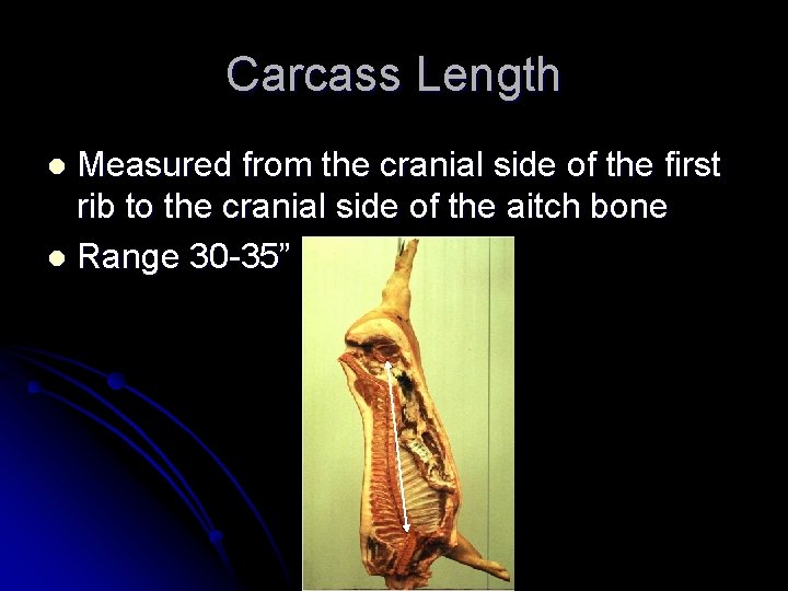 Carcass Length Measured from the cranial side of the first rib to the cranial