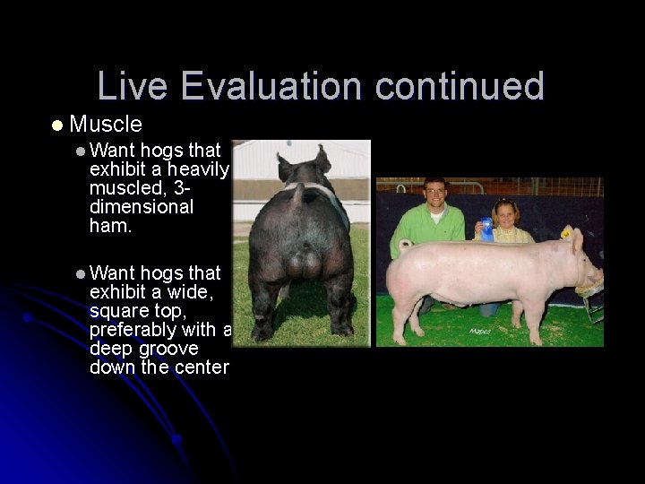 Live Evaluation continued l Muscle l Want hogs that exhibit a heavily muscled, 3