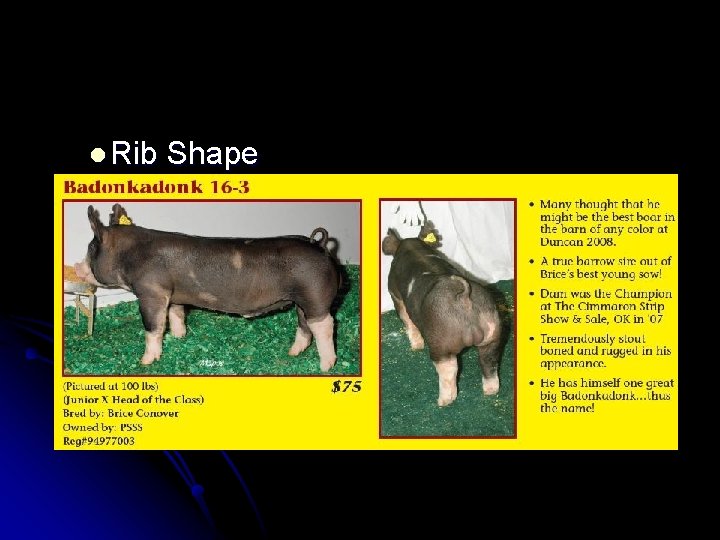 l Rib Shape l. Hogs are desired to have a bold sprung rib shape,