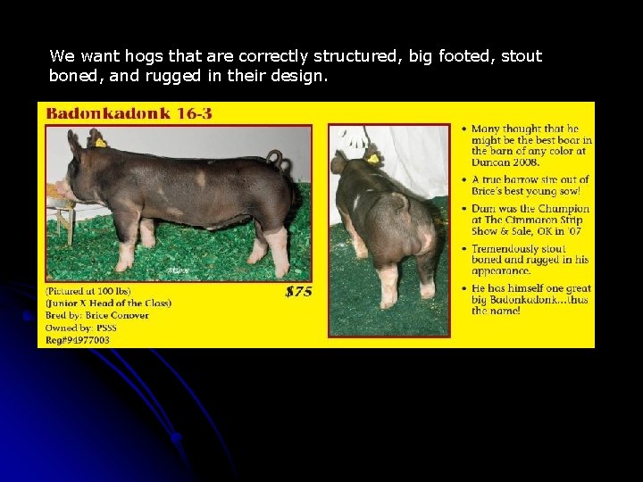 We want hogs that are correctly structured, big footed, stout boned, and rugged in