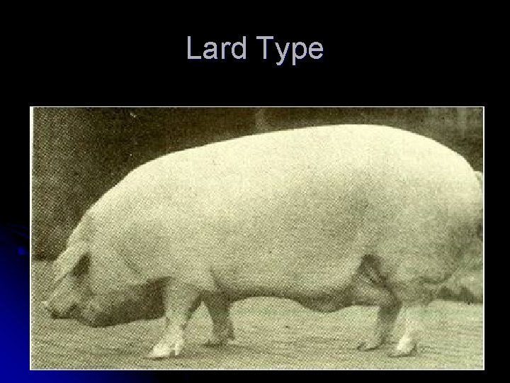 Lard Type 