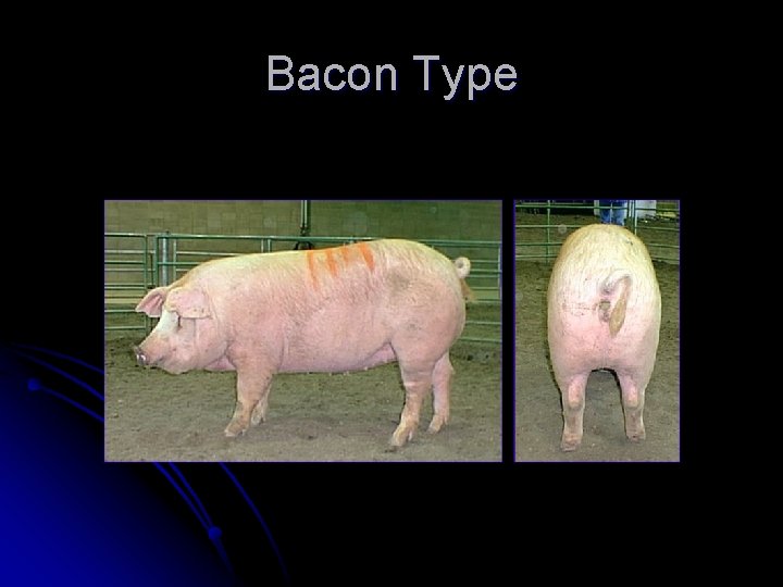 Bacon Type 