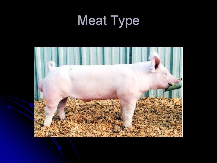 Meat Type 