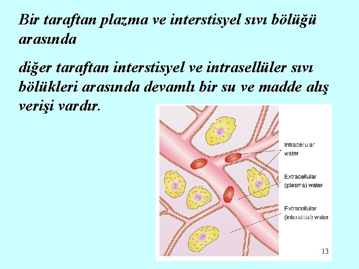 Bir taraftan plazma ve interstisyel sıvı bölüğü arasında diğer taraftan interstisyel ve intrasellüler sıvı