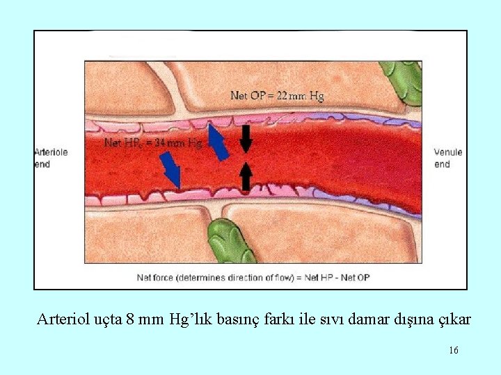 Arteriol uçta 8 mm Hg’lık basınç farkı ile sıvı damar dışına çıkar 16 