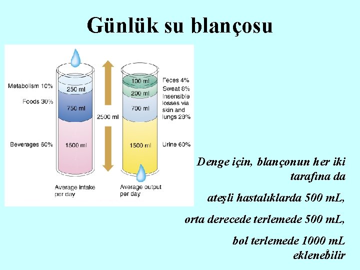 Günlük su blançosu Denge için, blançonun her iki tarafına da ateşli hastalıklarda 500 m.