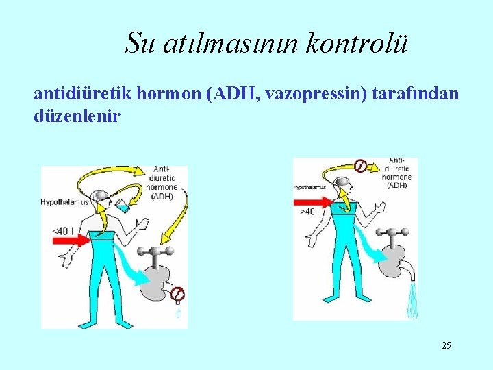 Su atılmasının kontrolü antidiüretik hormon (ADH, vazopressin) tarafından düzenlenir 25 