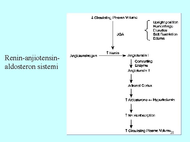 Renin-anjiotensinaldosteron sistemi 28 