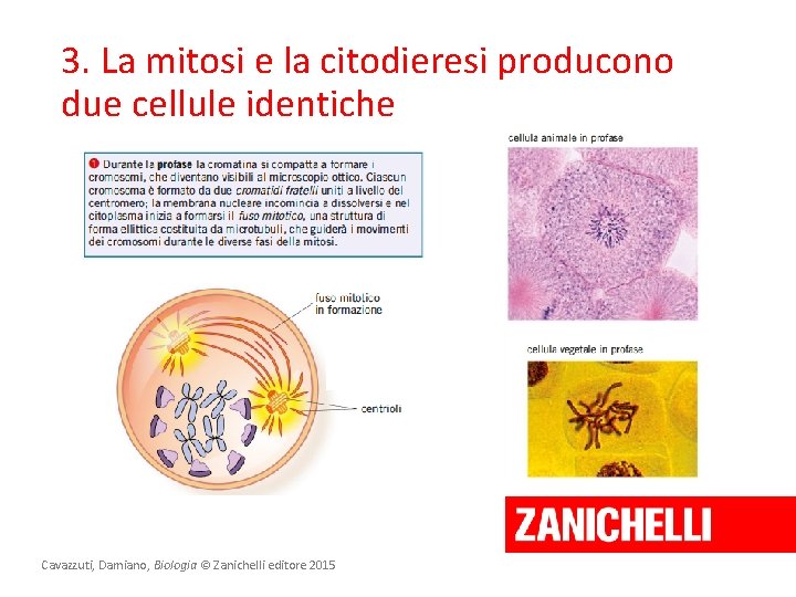 3. La mitosi e la citodieresi producono due cellule identiche Cavazzuti, Damiano, Biologia ©