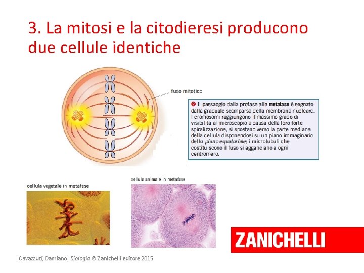 3. La mitosi e la citodieresi producono due cellule identiche Cavazzuti, Damiano, Biologia ©