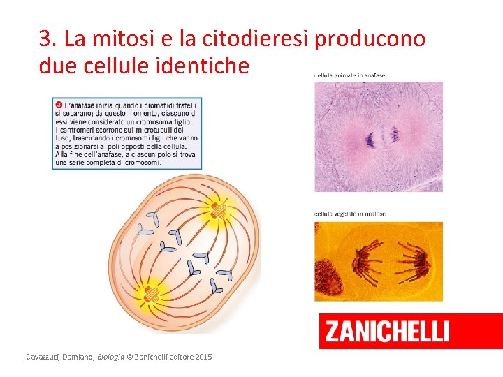 3. La mitosi e la citodieresi producono due cellule identiche Cavazzuti, Damiano, Biologia ©