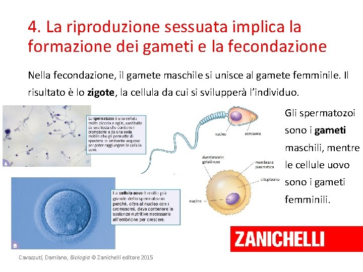 4. La riproduzione sessuata implica la formazione dei gameti e la fecondazione Nella fecondazione,