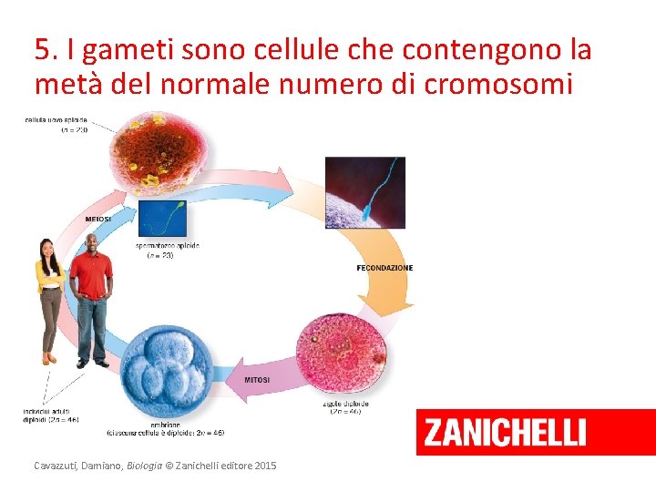 5. I gameti sono cellule che contengono la metà del normale numero di cromosomi