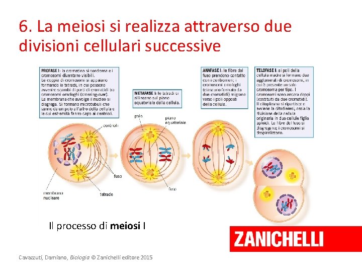 6. La meiosi si realizza attraverso due divisioni cellulari successive Il processo di meiosi