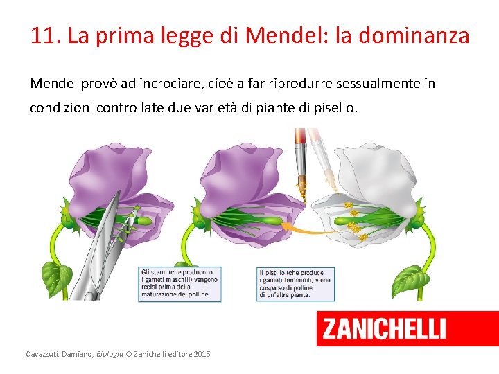 11. La prima legge di Mendel: la dominanza Mendel provò ad incrociare, cioè a