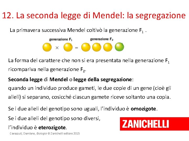 12. La seconda legge di Mendel: la segregazione La primavera successiva Mendel coltivò la