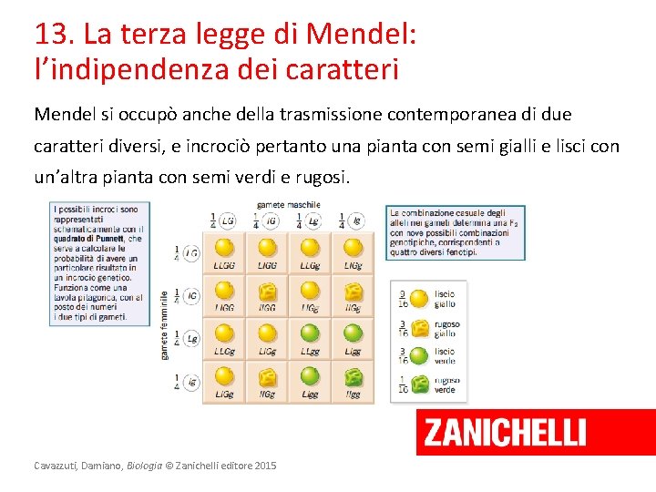 13. La terza legge di Mendel: l’indipendenza dei caratteri Mendel si occupò anche della