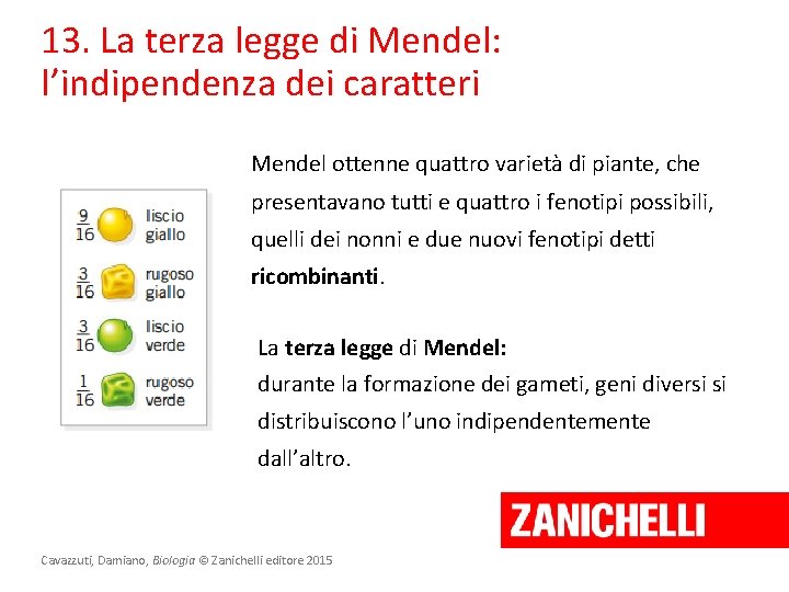 13. La terza legge di Mendel: l’indipendenza dei caratteri Mendel ottenne quattro varietà di
