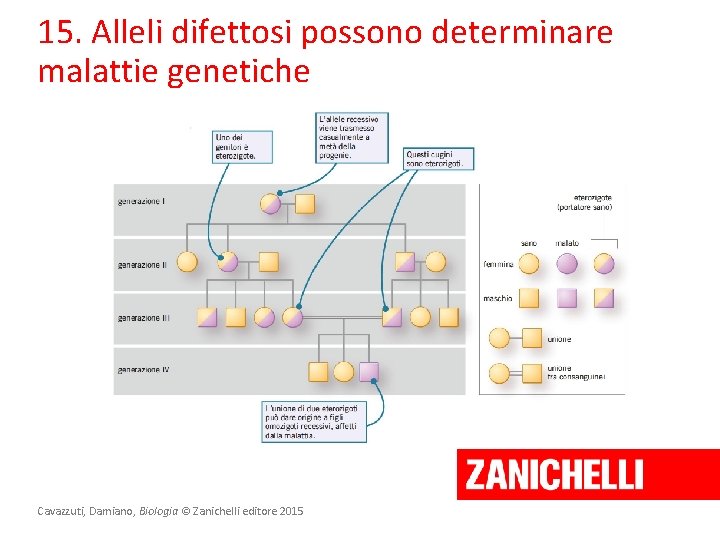 15. Alleli difettosi possono determinare malattie genetiche Cavazzuti, Damiano, Biologia © Zanichelli editore 2015