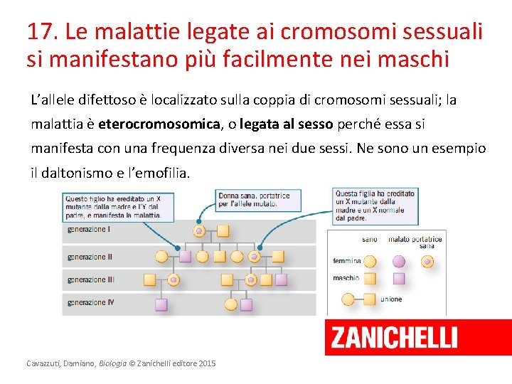 17. Le malattie legate ai cromosomi sessuali si manifestano più facilmente nei maschi L’allele