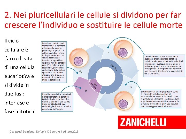 2. Nei pluricellulari le cellule si dividono per far crescere l’individuo e sostituire le