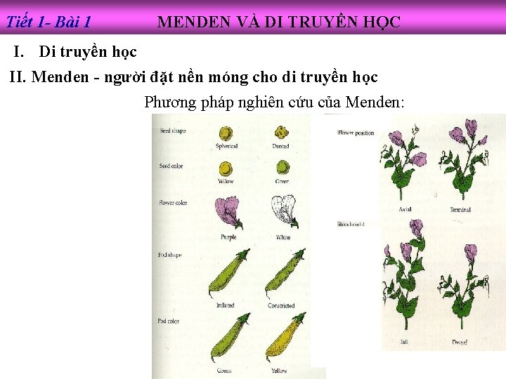 Tiết 1 - Bài 1 MENDEN VÀ DI TRUYỀN HỌC I. Di truyền học