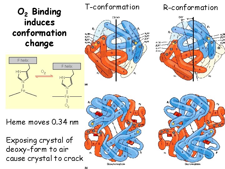 O 2 Binding induces conformation change Heme moves 0. 34 nm Exposing crystal of