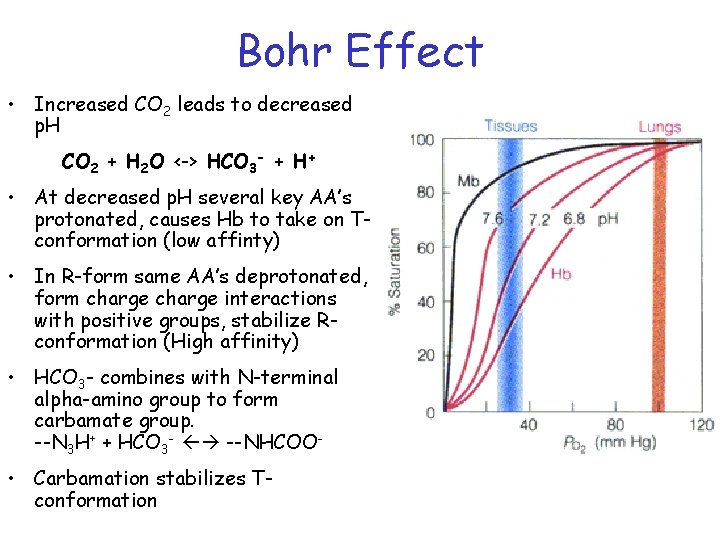 Bohr Effect • Increased CO 2 leads to decreased p. H CO 2 +
