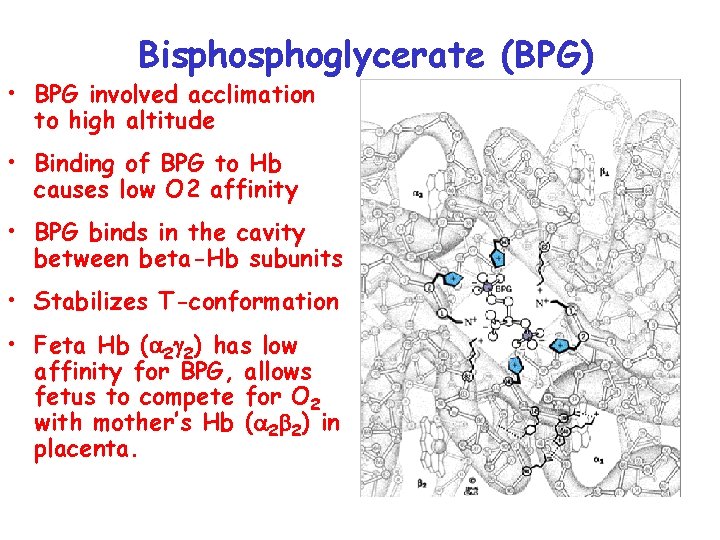 Bisphoglycerate (BPG) • BPG involved acclimation to high altitude • Binding of BPG to