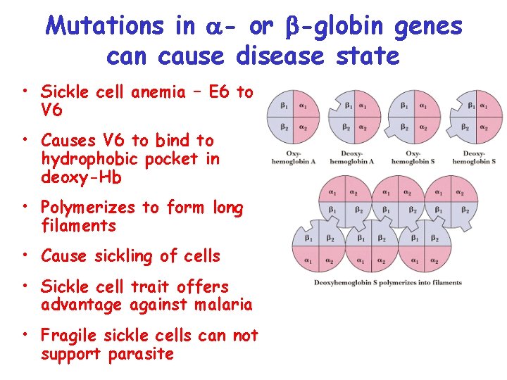 Mutations in a- or b-globin genes can cause disease state • Sickle cell anemia