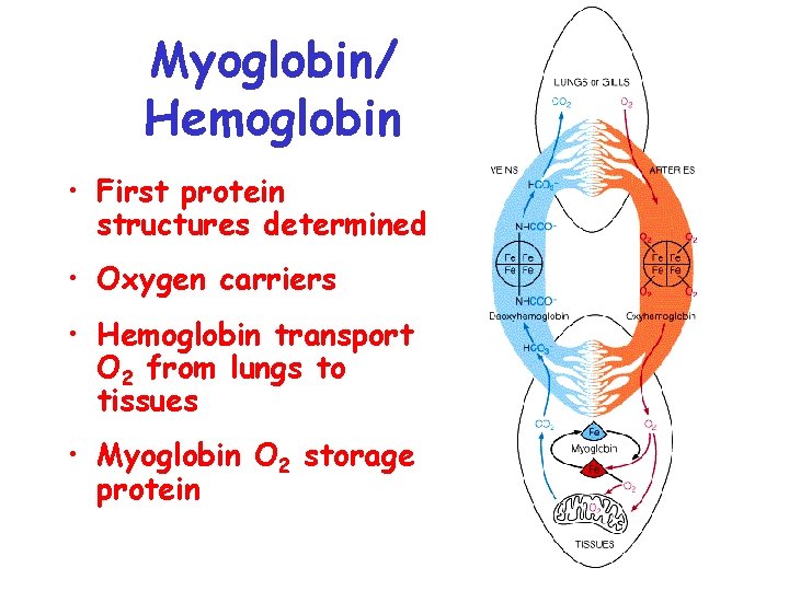 Myoglobin/ Hemoglobin • First protein structures determined • Oxygen carriers • Hemoglobin transport O