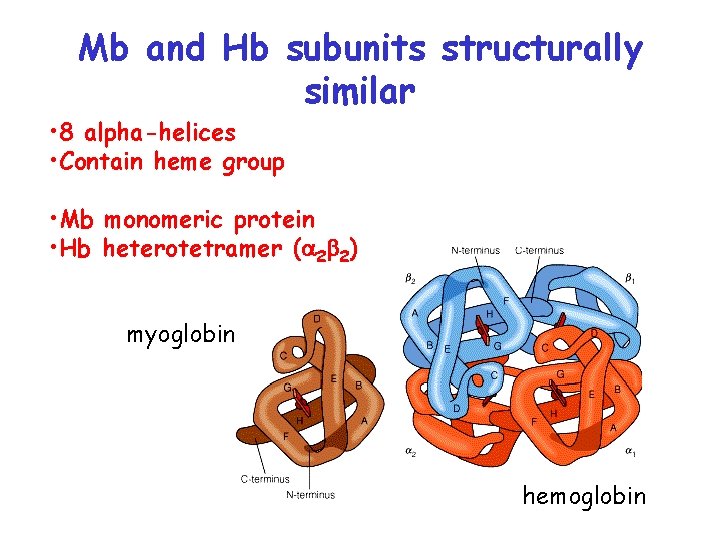 Mb and Hb subunits structurally similar • 8 alpha-helices • Contain heme group •