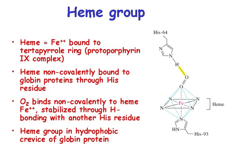 Heme group • Heme = Fe++ bound to tertapyrrole ring (protoporphyrin IX complex) •