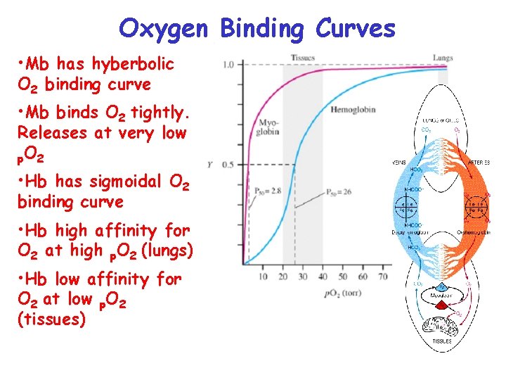 Oxygen Binding Curves • Mb has hyberbolic O 2 binding curve • Mb binds