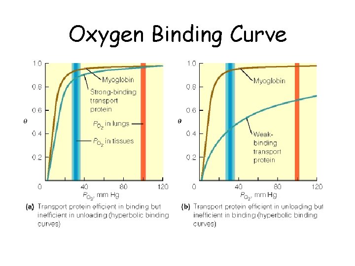 Oxygen Binding Curve 