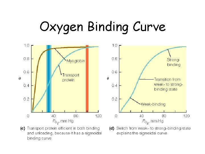 Oxygen Binding Curve 