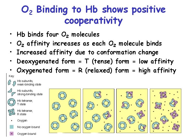 O 2 Binding to Hb shows positive cooperativity • • • Hb binds four