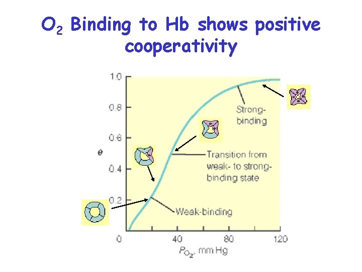 O 2 Binding to Hb shows positive cooperativity 