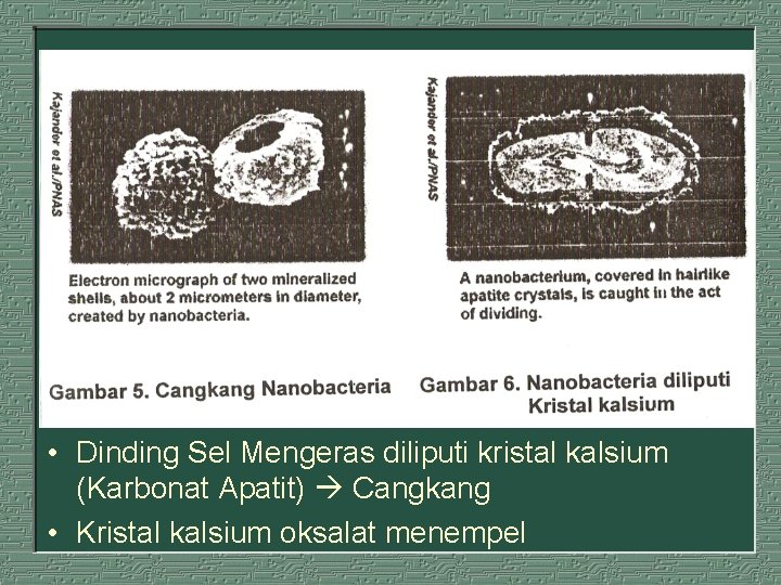 • Dinding Sel Mengeras diliputi kristal kalsium (Karbonat Apatit) Cangkang • Kristal kalsium