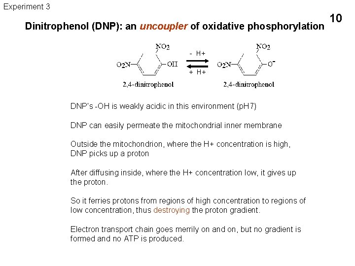 Experiment 3 Dinitrophenol (DNP): an uncoupler of oxidative phosphorylation - H+ - + H+