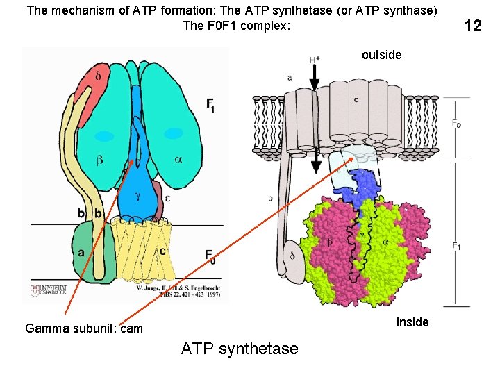 The mechanism of ATP formation: The ATP synthetase (or ATP synthase) The F 0