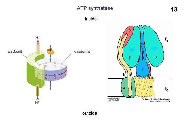 ATP synthetase inside outside 13 