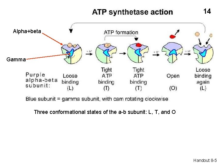 14 Alpha+beta Gamma Three conformational states of the a-b subunit: L, T, and O