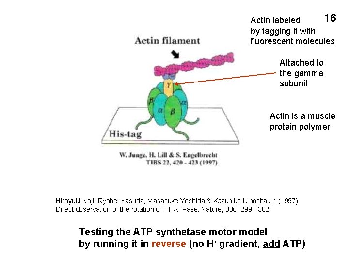 16 Actin labeled by tagging it with fluorescent molecules Attached to the gamma subunit