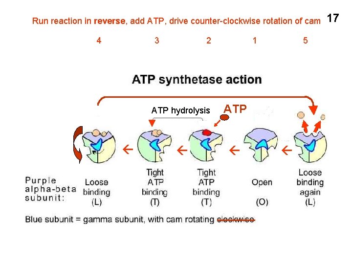 Run reaction in reverse, add ATP, drive counter-clockwise rotation of cam 4 3 2