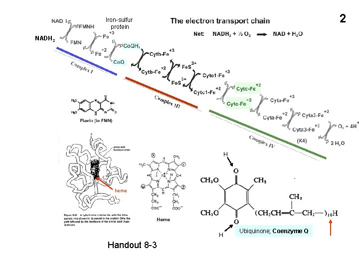 2 Iron-sulfur protein NADH 2 H heme H Handout 8 -3 Ubiquinone; Coenzyme Q