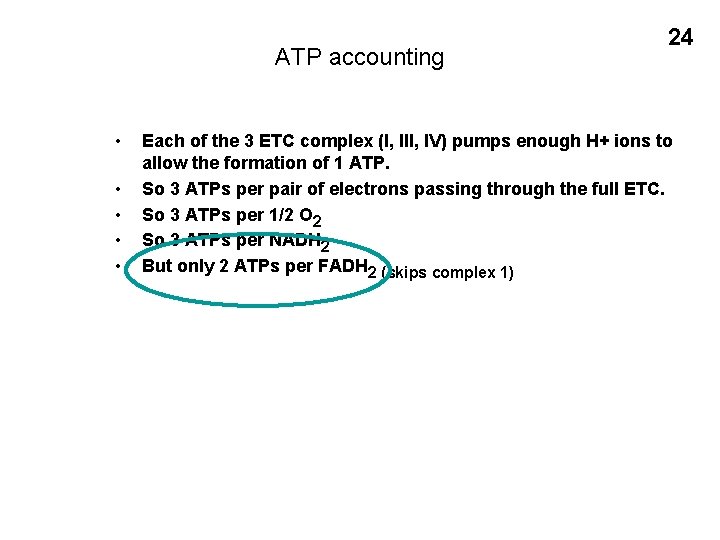 ATP accounting • • • 24 Each of the 3 ETC complex (I, III,