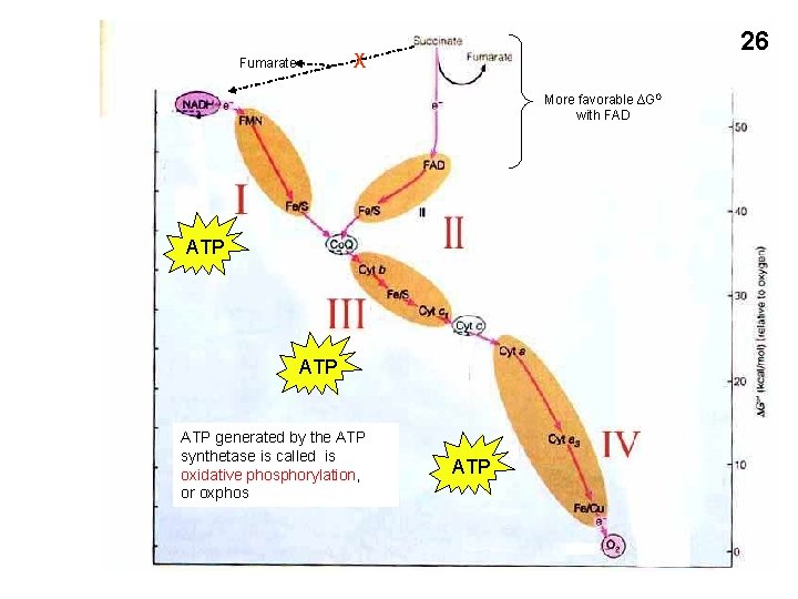 26 X Fumarate More favorable ∆GO with FAD ATP ATP generated by the ATP