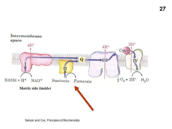 27 Nelson and Cox, Principles of Biochemistry 