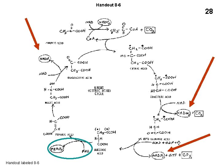 Handout 8 -6 28 OXPHOS: 1 NADH from glycolysis Substrate level phosphorylation (SLP): 2